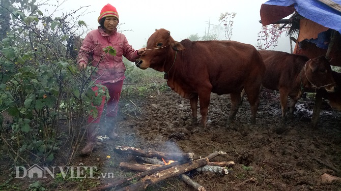 Chùm ảnh: Người dân Tây Bắc nhường áo rét mặc cho gia súc giữ ấm
